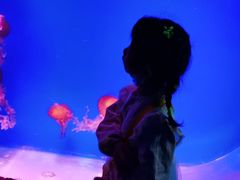 -芜湖新华联大白鲸海洋公园