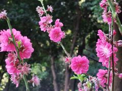 -广州市白云山风景名胜区