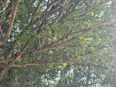 -三门江国家森林公园