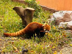 -深圳野生动物园
