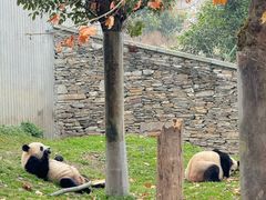 -卧龙中华大熊猫苑神树坪基地
