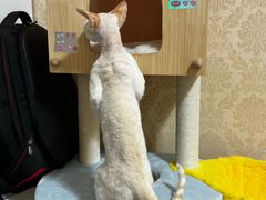 -纳吉亚猫专科动物医院博雅分院