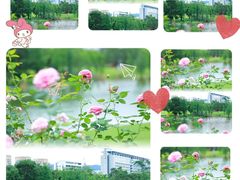 -香蜜公园