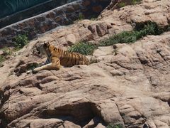 -西霞口神雕山野生动物世界
