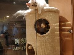 -Pets First伊珊娜洗护·精致美容·家庭式寄养(新会路店)