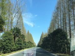 -黄海国家森林公园