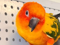 -吉丁鸟咖·异宠·寄养