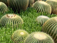 -中国科学院华南植物园