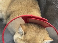 -美联众合动物医院·24h转诊中心