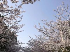 -高东镇樱花园