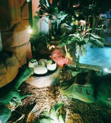 -恐龙探索乐园(磁器口店)