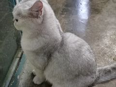 -喵屿·大理花园猫咖