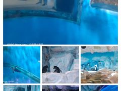 -海合安青岛极地海洋公园