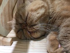 -猫和宫(六道口店)