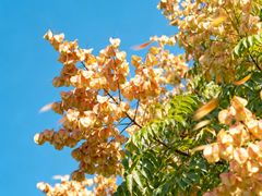 -汉长安城未央宫国家考古遗址公园