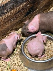 -酷嗒动物文化乐园(cutezoo西溪乐天城店)