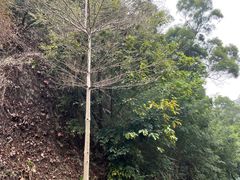 -狐尾山公园