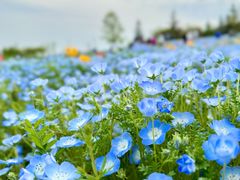 -上海辰山植物园