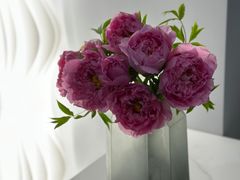 -曲阳花鸟市场(曲阳路店)