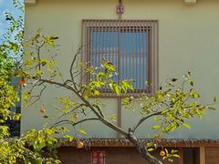 -三圣花乡旅游区