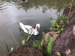 -呀诺达热带雨林