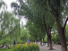 -莲花池公园