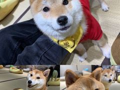 -逗柴咖啡屋·狗咖猫咖宠物桌游