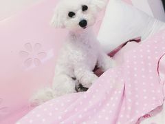 -顺强宠物诊所·狂犬免疫·夜诊·骨科(嘉定店)