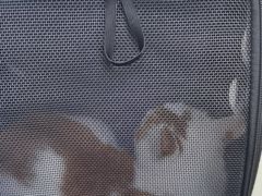 -达爱动物医院·犬猫分区·CT·复杂眼科(远洋山水分院)