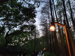 -上海共青森林公园