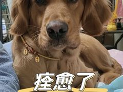 -瑞派长江宠物医院·猫科·外科·24小时夜护(谊城公寓分院)