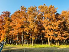 -上海共青森林公园