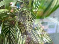 -上海大自然野生昆虫馆(东方明珠·爬宠昆虫探索中心)