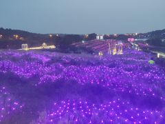 -大塘金香草谷