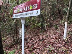 -云碧峰国家森林公园