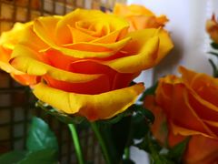 -爱尚幸福鲜花(上地实体店)