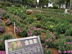 -松山湖梦幻百花洲