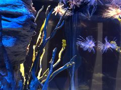 -暹罗海洋世界