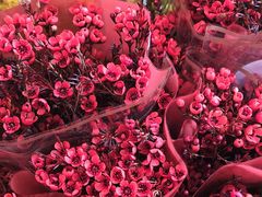 -越秀西湖花市(广州城市广场花卉店)