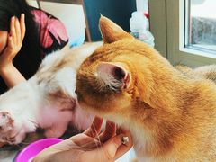 -猫小院猫主题餐厅(南锣旗舰店)