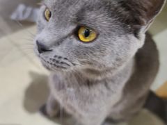 -藏猫猫咖啡主题馆(中央大道店)