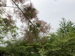 -永定河休闲森林公园