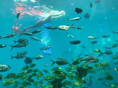 -瑞德姆美人鱼海底演艺主题餐厅(亚龙湾店)