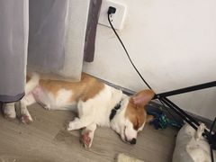 -浣熊柯尔鸭土拨鼠·电玩咖