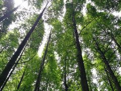 -山王坪喀斯特国家生态公园