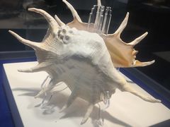 -贝壳王国博物馆