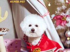 -超宠爱宠物摄影-Super pet