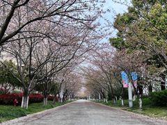 -高东镇樱花园