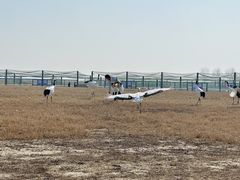 -盐城丹顶鹤湿地生态旅游区