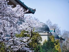 -武汉大学-樱园